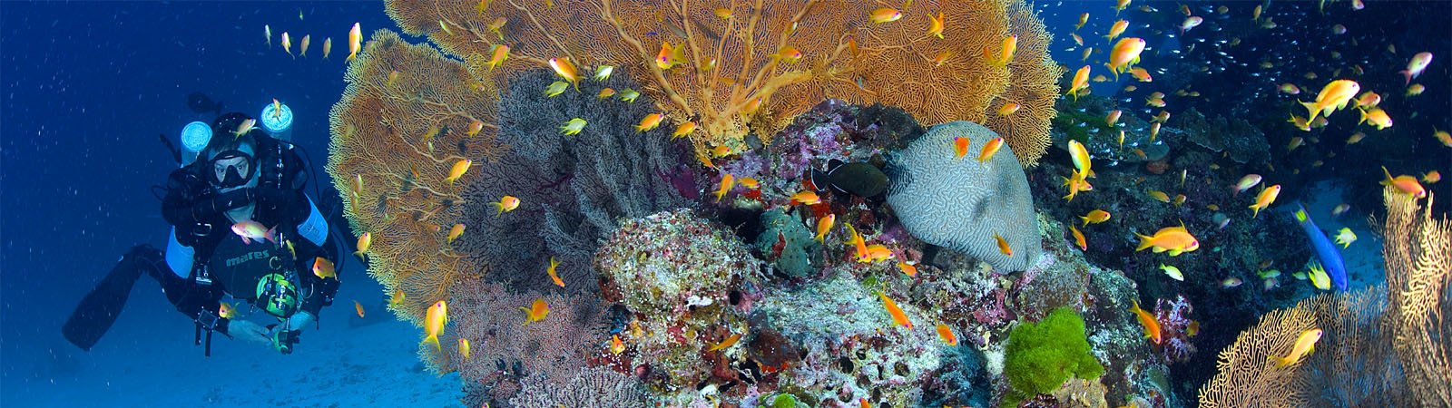 Diving trips Image