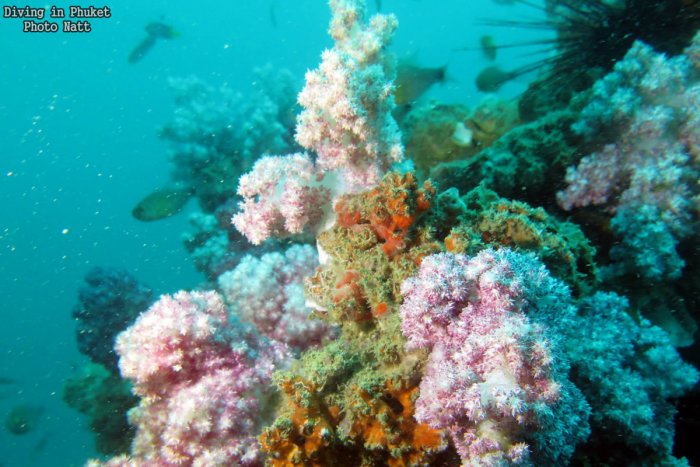 Leafy Soft Coral