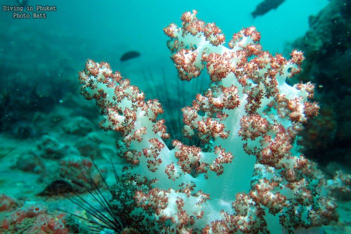 Hemprichs Soft Coral