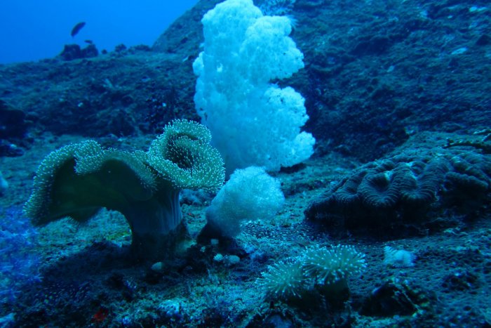 Sun-Mushroom Coral