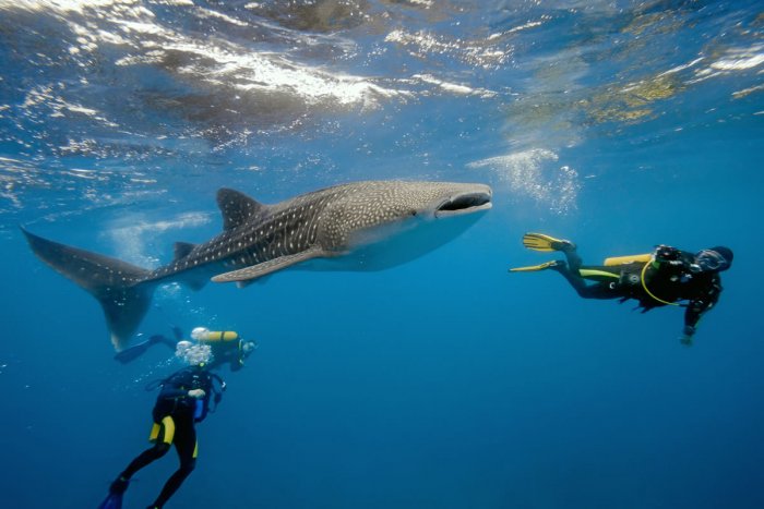 home_whaleshark2.jpg